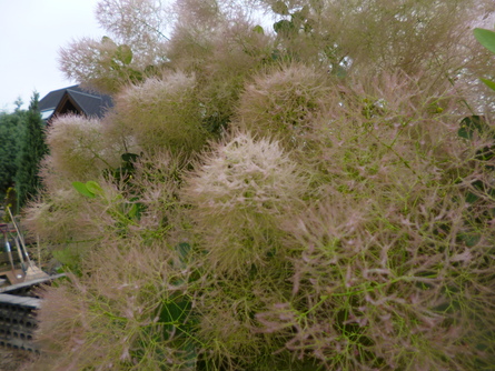 e0001531_214256.jpg