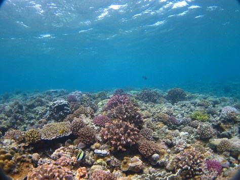 ６月７日水納島で驚愕の事実が・・・_c0070933_21483329.jpg