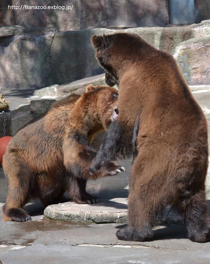 ヒグマ相撲・浜松場所！_b0245634_130242.jpg