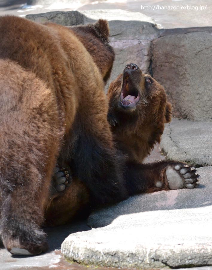 ヒグマ相撲・浜松場所！_b0245634_1322739.jpg