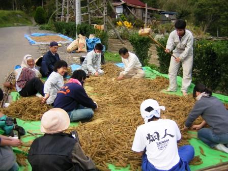 新刊「進化する雑穀 ヒエ、アワ、キビ」~懐かしい思い出を添えて_b0206037_18262710.jpg
