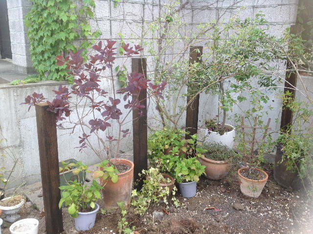 秒読み段階 家庭菜園と庭と諸々_f0031037_2028539.jpg