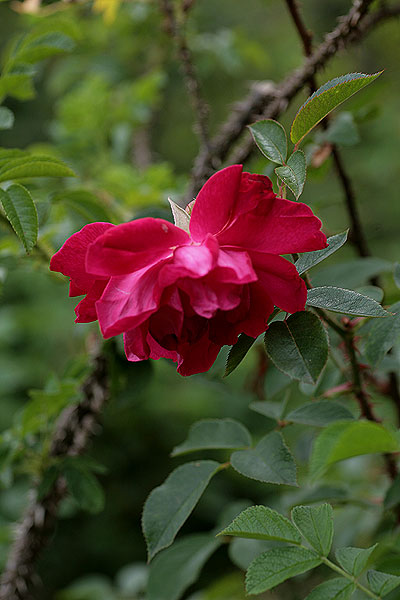 f0271343_8123013.jpg
