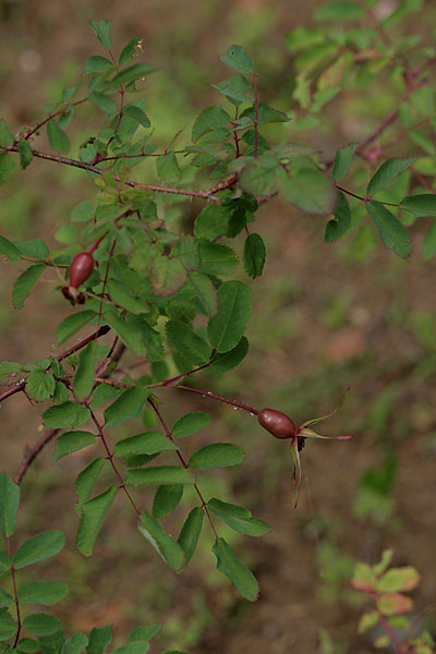 f0271343_8174446.jpg
