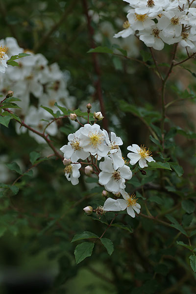 f0271343_833035.jpg