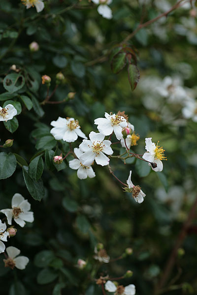 f0271343_8344139.jpg
