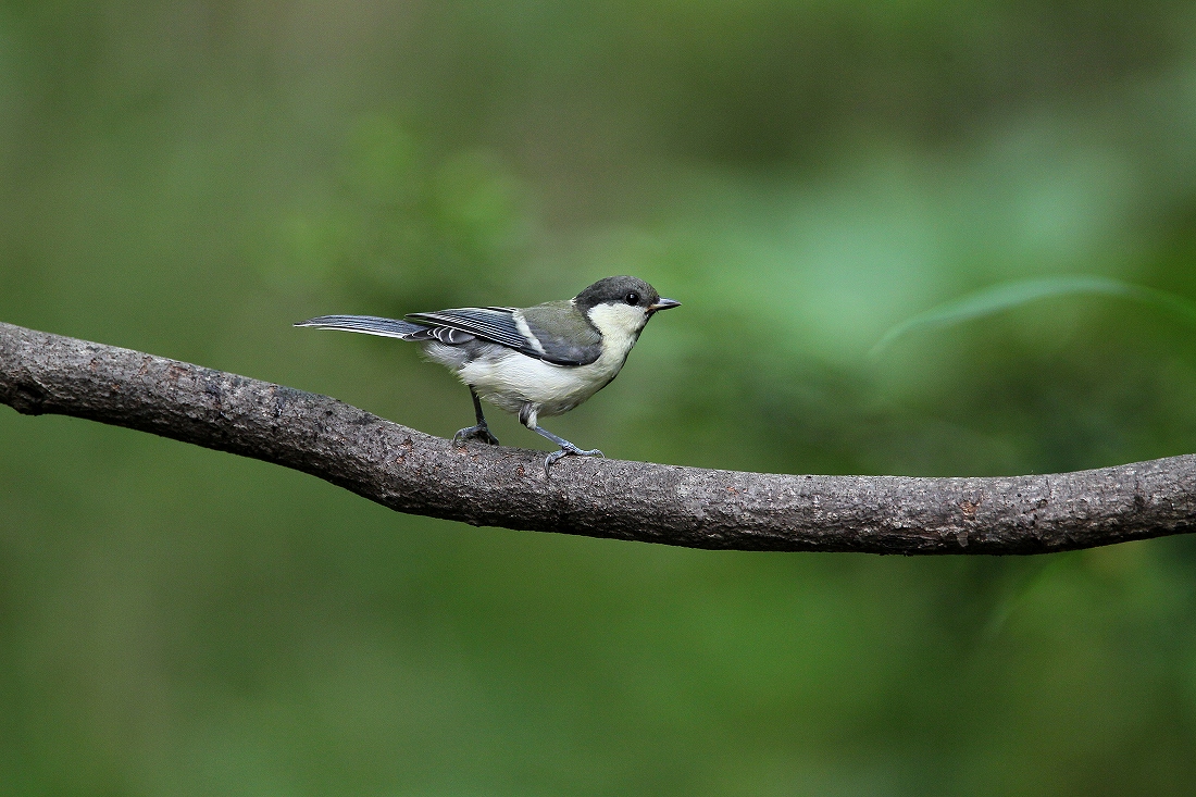 2013/06　　～いつもの水場～常連鳥の若・・_f0238447_211174.jpg