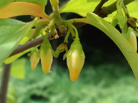 なんの花？_f0115665_1118503.jpg