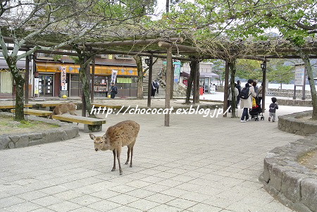  Deer everywhere in Miyajima_e0128367_1533141.jpg