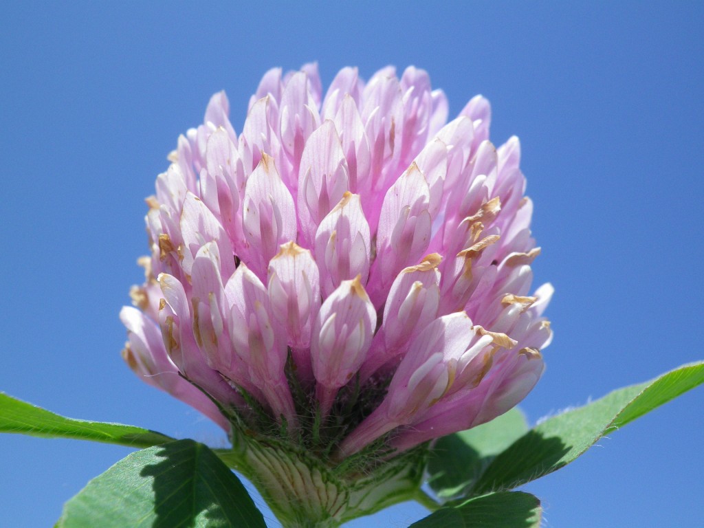 紫詰草 ムラサキツメクサ は可愛い花です 自然風の自然風だより