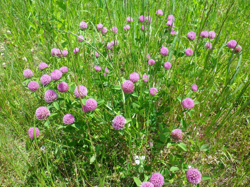 d0054276_21232398.jpg