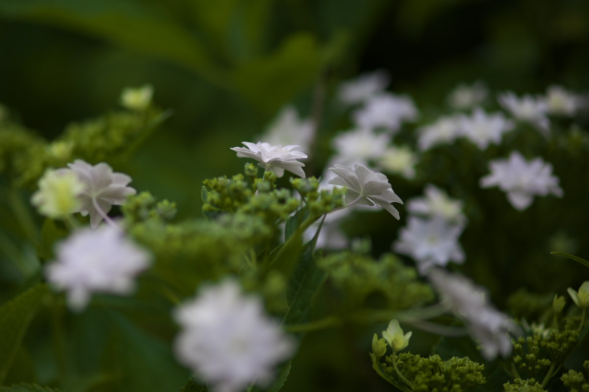 アジサイ（紫陽花）　雨は未だひと粒も_a0083081_1043249.jpg