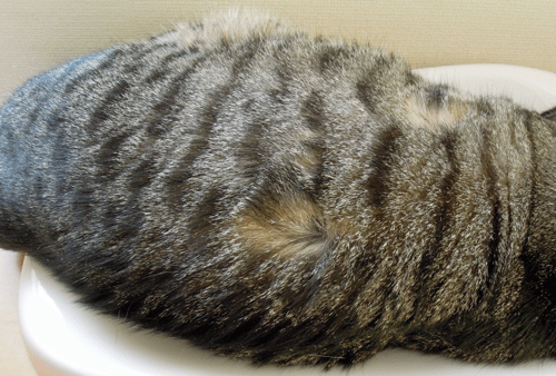 c0193788_1063310.gif