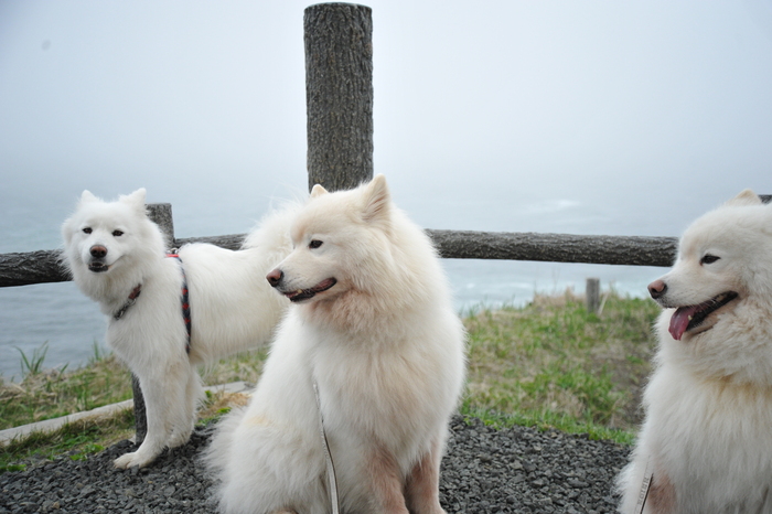 北海道旅行記　part3_a0049296_2132235.jpg