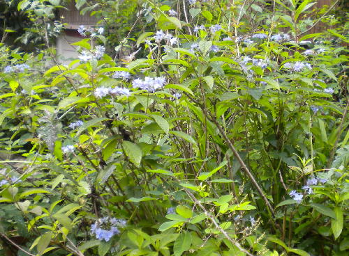 e0179098_10362244.jpg