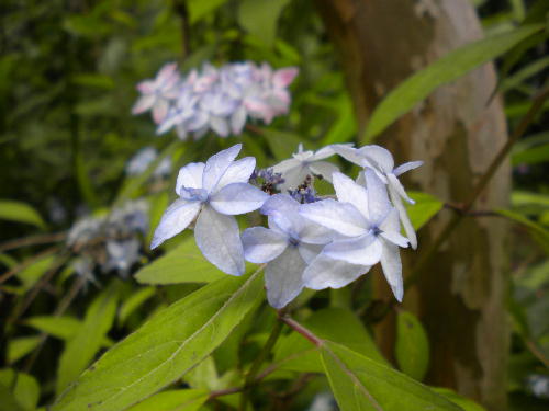 e0179098_1036403.jpg