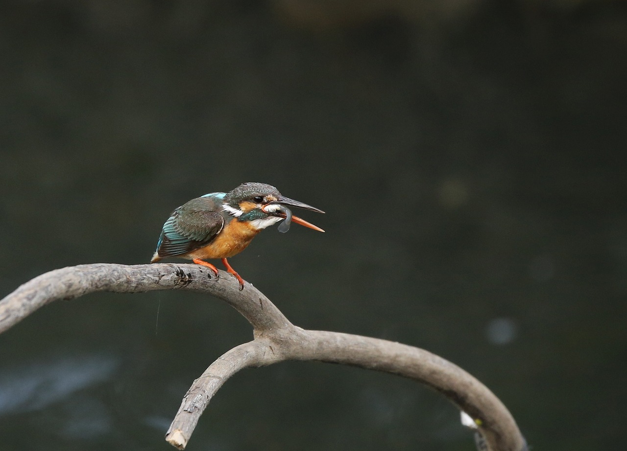 野鳥ブログ開設_f0296999_16195753.jpg