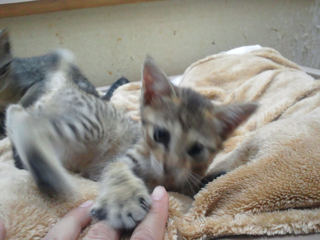 猫さとおや会のお知らせ(6/15)_f0242002_13165520.jpg