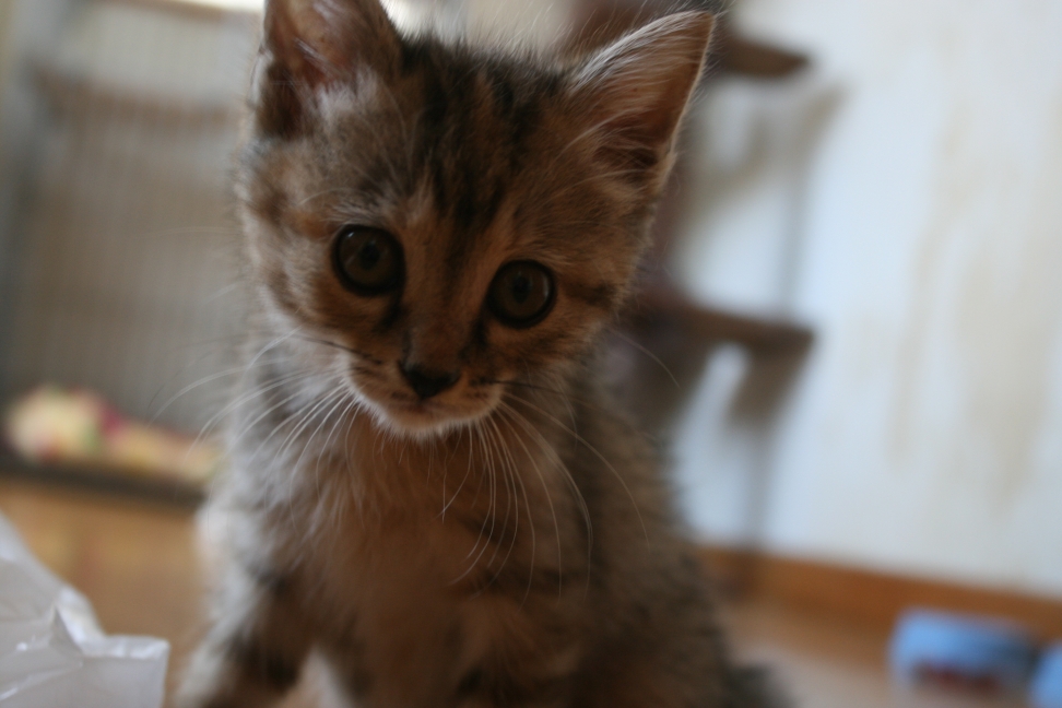 猫さとおや会のお知らせ(6/15)_f0242002_13173931.jpg