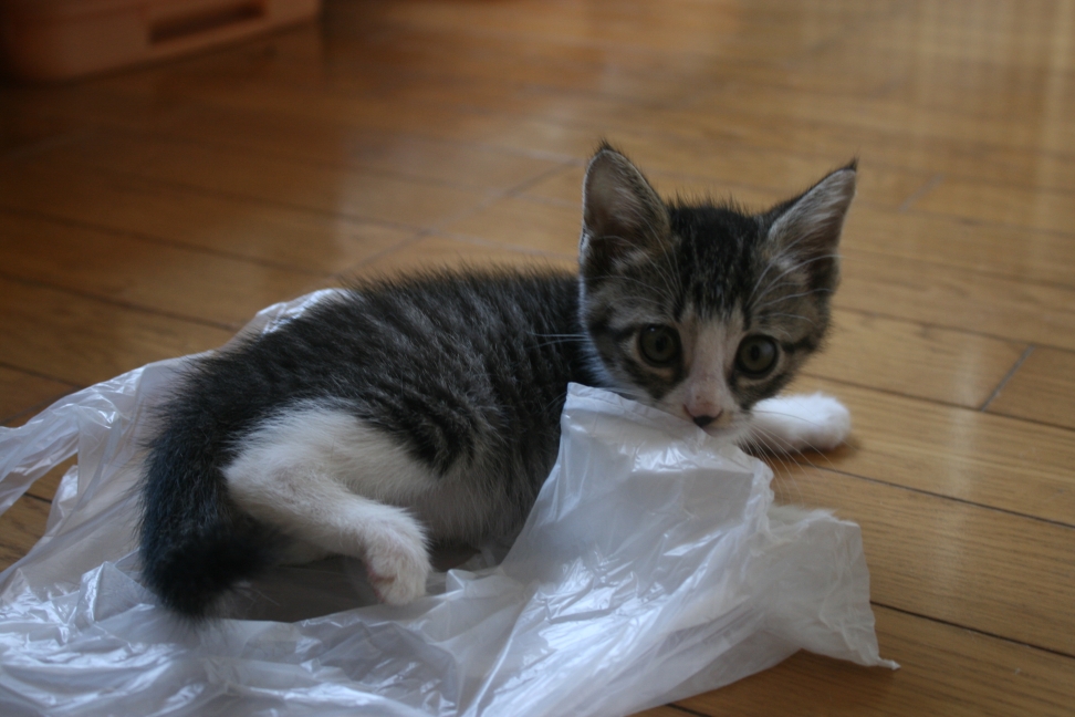 猫さとおや会のお知らせ(6/15)_f0242002_13174925.jpg