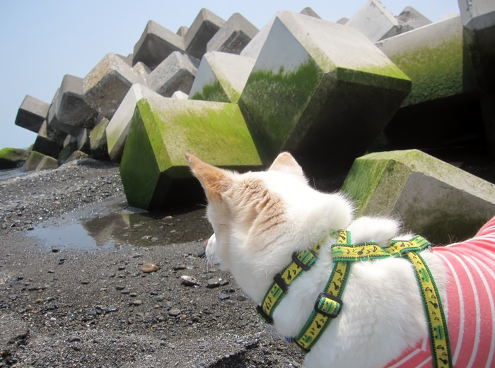 前浜に夢中♪_a0096810_2250456.jpg