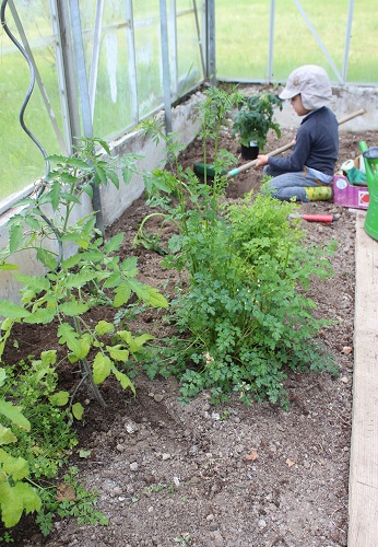 雑草が生えないようにする方法 じゃーまんキッチン 雑草が生えないようにする方法 じゃーまんキッチン
