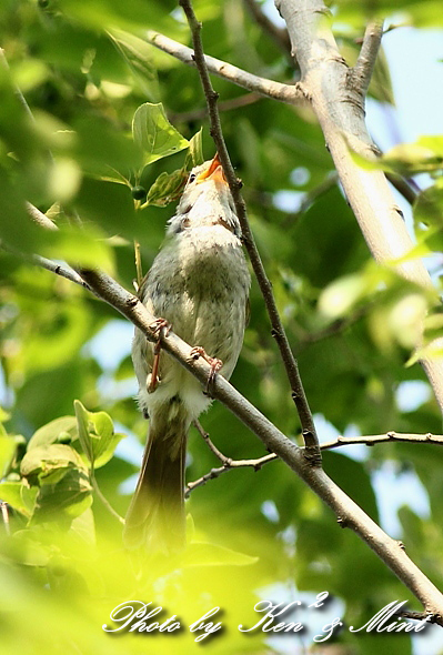 春を告げる鳥 「ウグイス」 さん♪ (在庫から)_e0218518_20525282.jpg