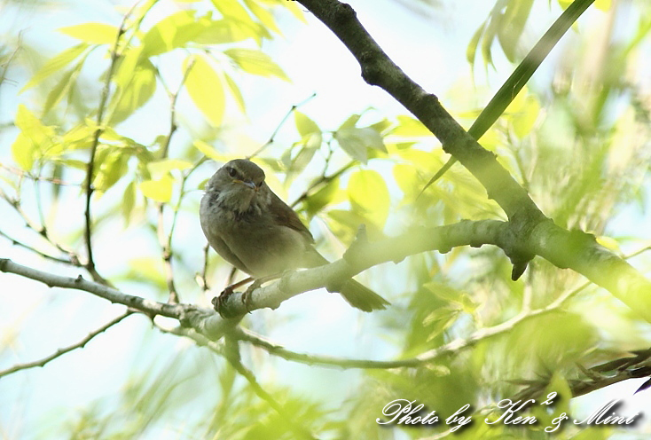 春を告げる鳥 「ウグイス」 さん♪ (在庫から)_e0218518_20535678.jpg