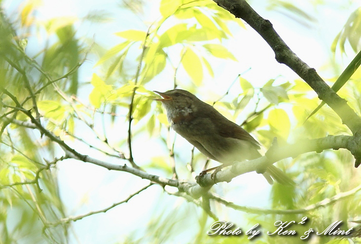 春を告げる鳥 「ウグイス」 さん♪ (在庫から)_e0218518_20541960.jpg