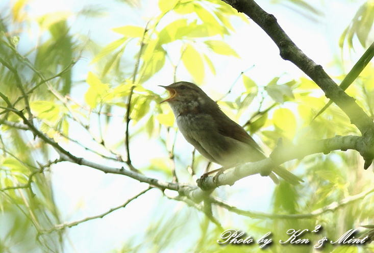 春を告げる鳥 「ウグイス」 さん♪ (在庫から)_e0218518_20545630.jpg