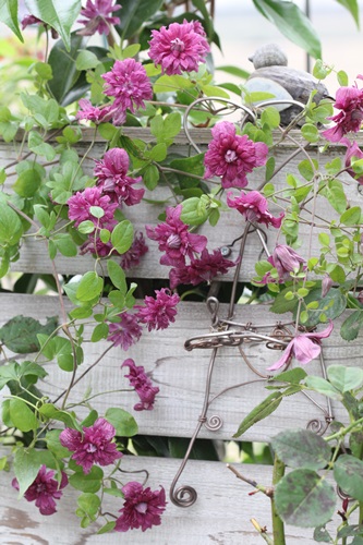 クレマチス パープレアプレナエレガンス 抜き苗 第4種発送 クレマチス