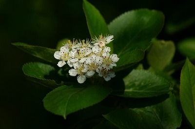 f0170524_8373748.jpg
