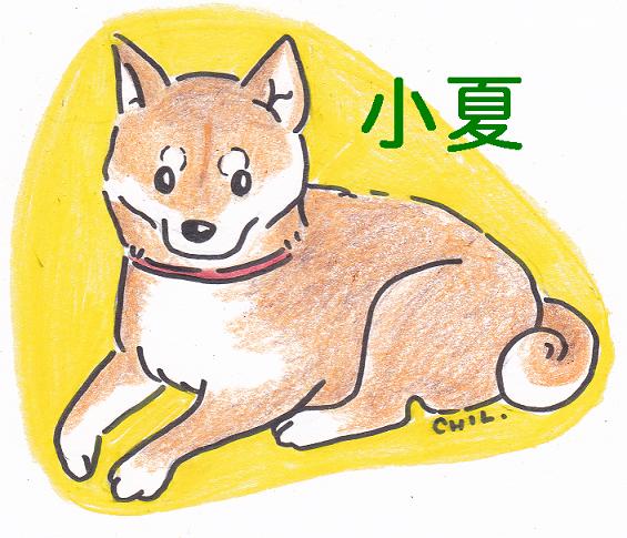 小夏のイラスト_c0155326_22452274.jpg