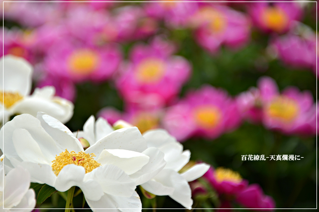 花言葉は 内気 百花繚乱 天真爛漫に