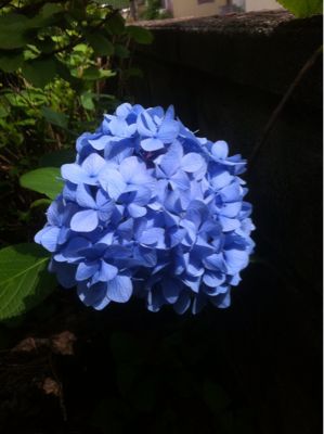 GACKT香川ライブのチケ発券してきた_c0036138_14322110.jpg