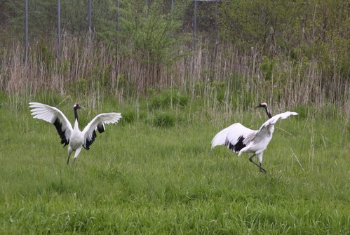 ツル公園に行ってきた 6月8日_f0113639_1825570.jpg
