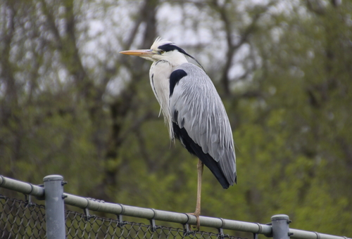 ツル公園に行ってきた 6月8日_f0113639_1826135.jpg