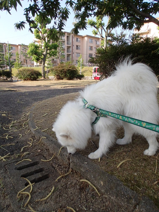 植物いろいろ_f0128542_155297.jpg