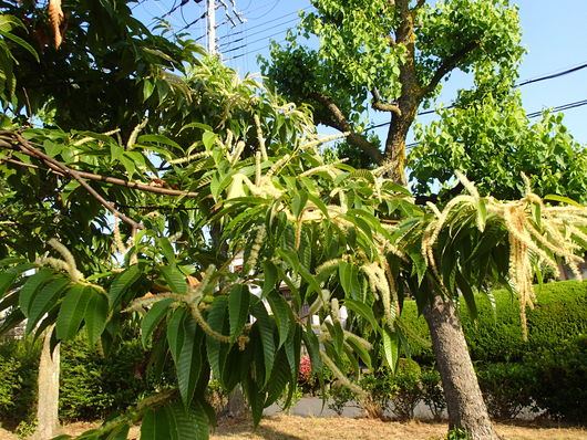 植物いろいろ_f0128542_172181.jpg