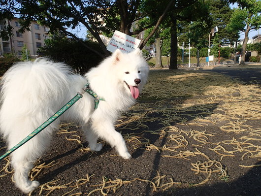 植物いろいろ_f0128542_182489.jpg