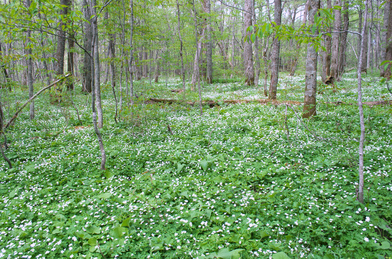 b0147449_8494389.jpg
