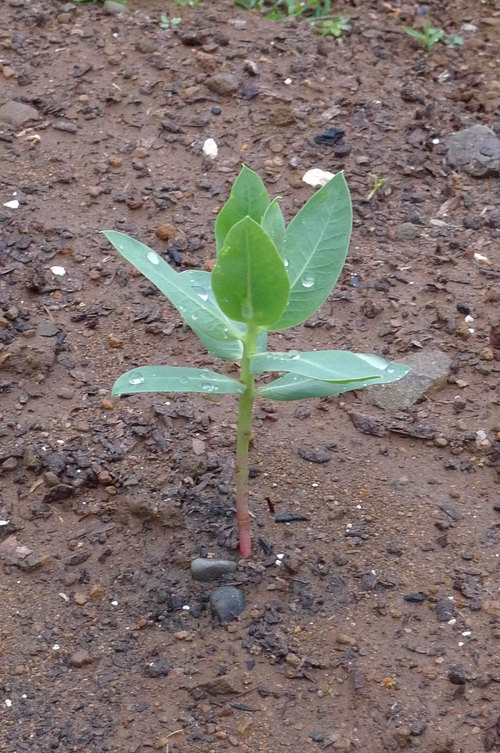 農園便り(2013.6.6) サツマイモの苗の定植～♪_c0206051_0281556.jpg