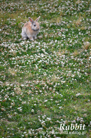 2013年６月8日(土）　ピーターラビット_f0073254_032457.jpg