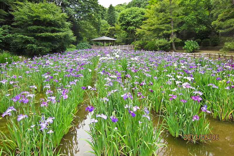 生田緑地花菖蒲園_f0044056_635377.jpg