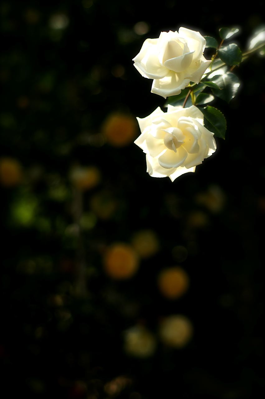 あけ が 秘密の花園 Under The Rose