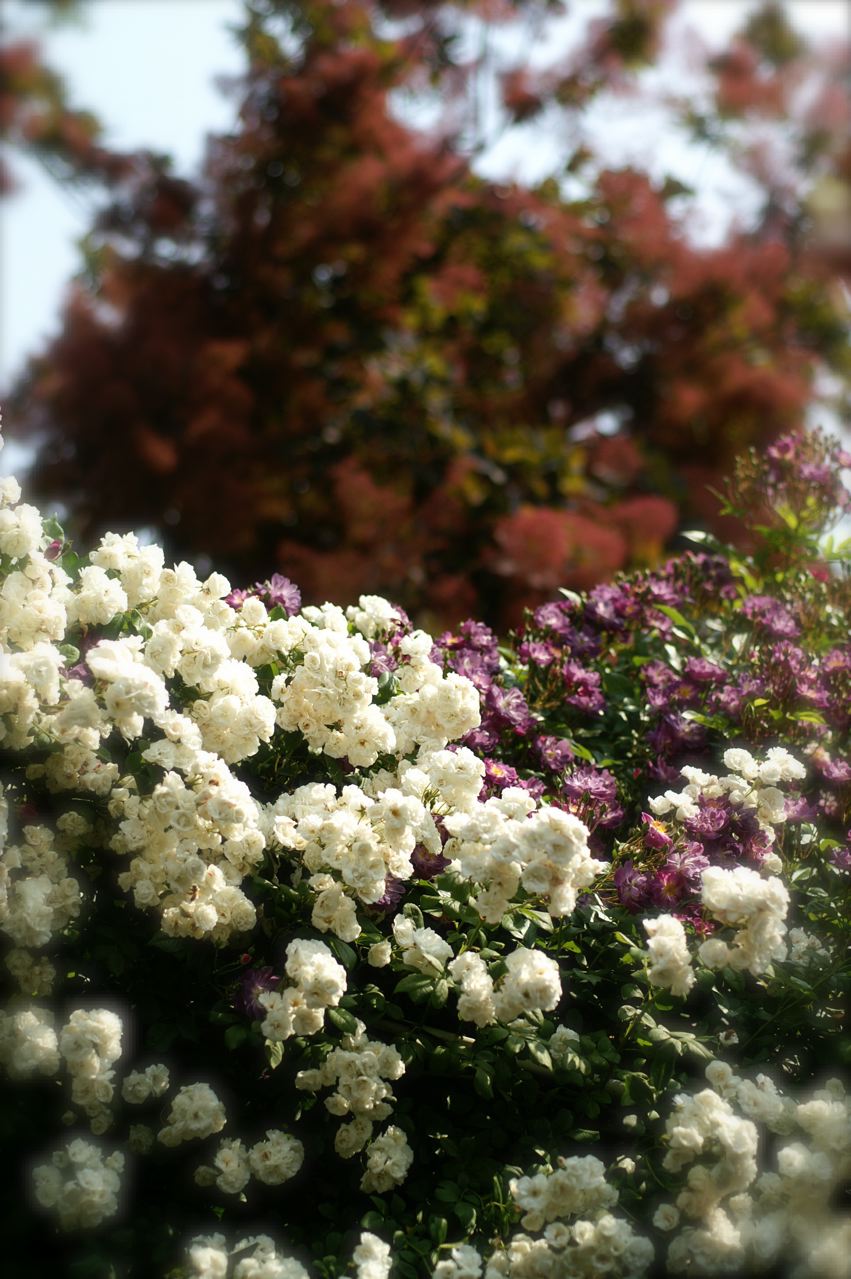 あけ が 秘密の花園 Under The Rose