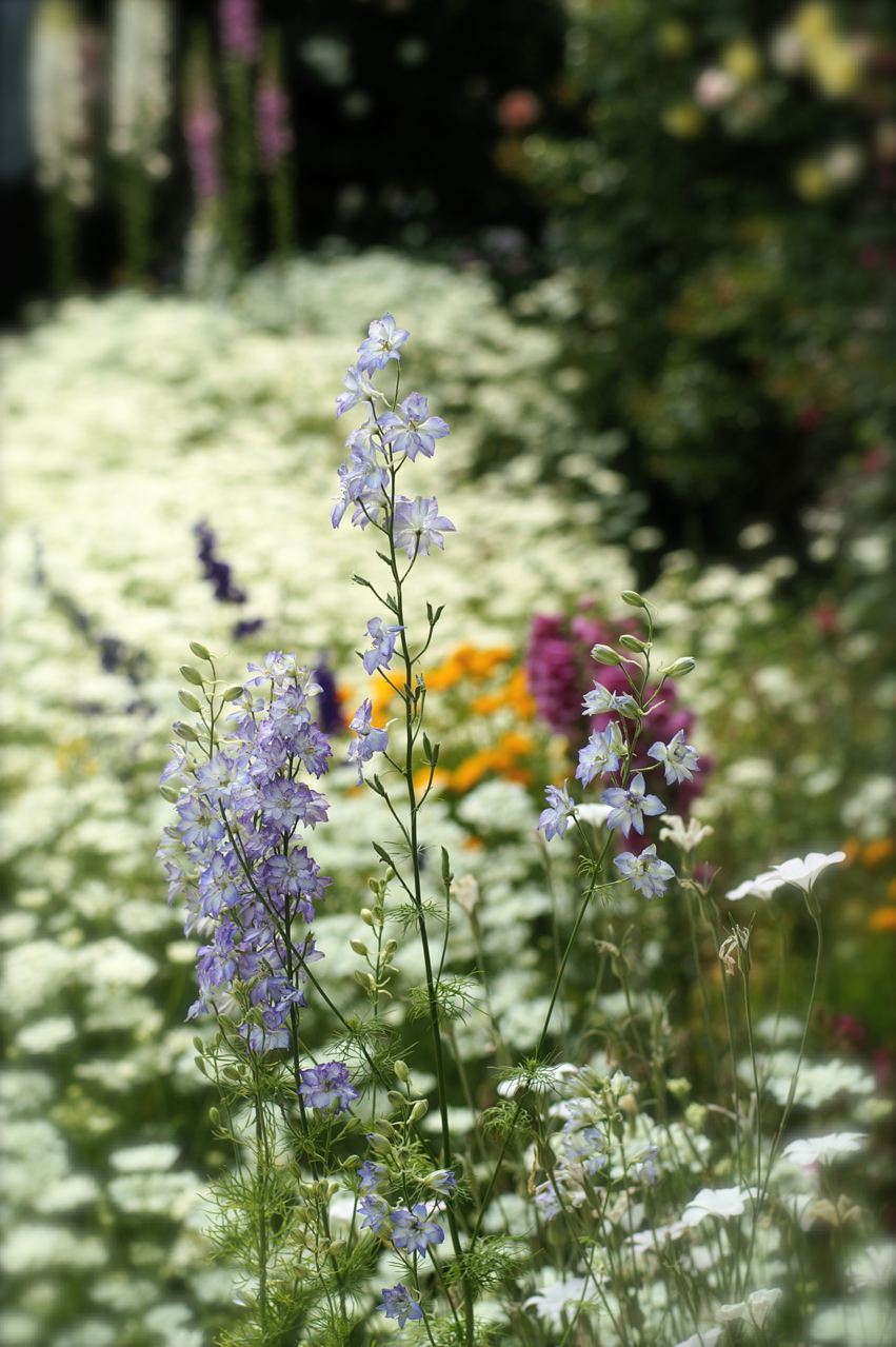 あけ が 秘密の花園 Under The Rose あけ が 秘密の花園 Under The Rose