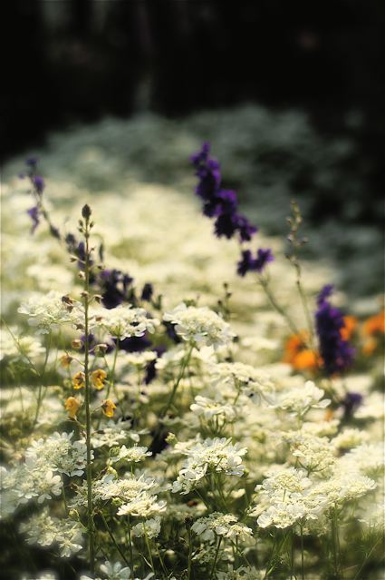 あけ が 秘密の花園 Under The Rose あけ が 秘密の花園 Under The Rose