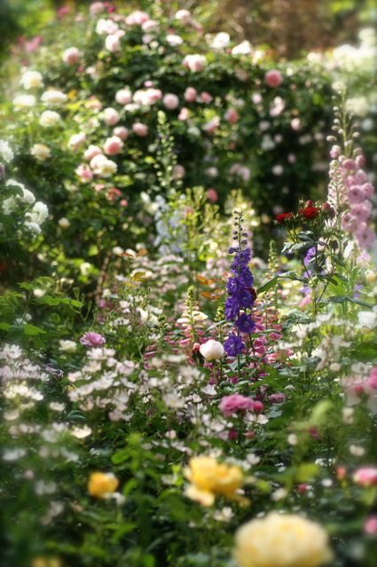 あけ が 秘密の花園 Under The Rose