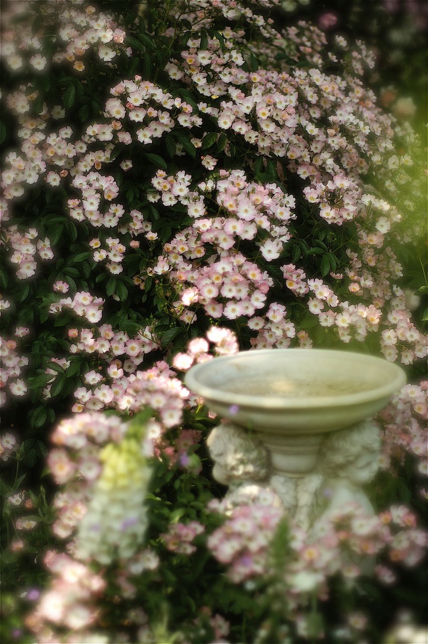 あけ が 秘密の花園 Under The Rose あけ が 秘密の花園 Under The Rose